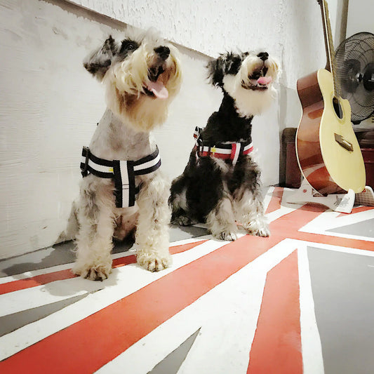 Trendy Pet Harness and Leash for Dogs of All Sizes